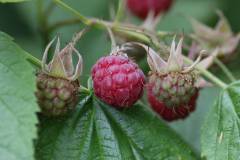 Frucht 