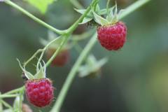 Frucht 