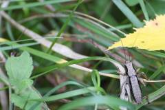 Insekten/Weichtiere 