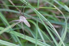 Insekten/Weichtiere 
