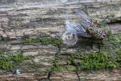 Insekten/Weichtiere 