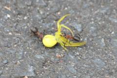 Insekten/Weichtiere 