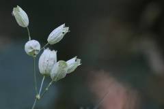 Blüten 
