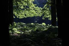 Wald 