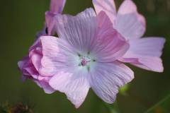 Blüten 