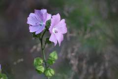 Blüten 