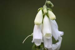 Blüten 