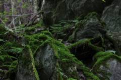 Wald 