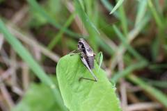 Insekten/Weichtiere 