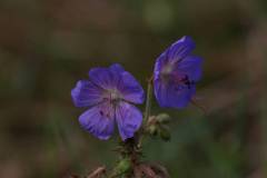 Blüten 