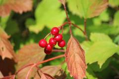 Frucht 