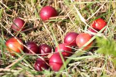 Frucht 
