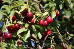 Frucht 