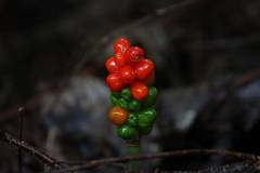 Frucht 