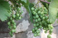 Frucht 