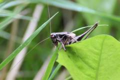 Insekten/Weichtiere 