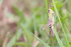 Insekten/Weichtiere 