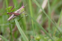 Insekten/Weichtiere 