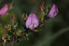 Blüten 