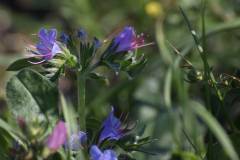 Blüten 