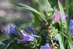 Blüten 