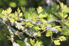 Blüten 