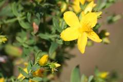 Blüten 
