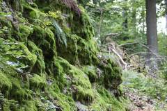 Wald 