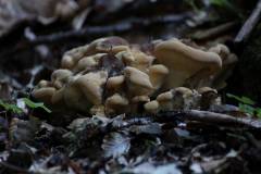 Pilze 