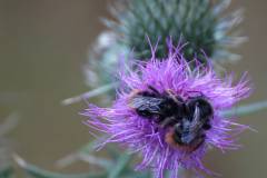 Insekten/Weichtiere 