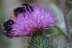Insekten/Weichtiere 