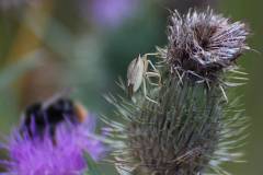 Insekten/Weichtiere 