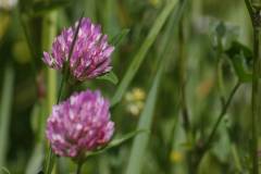 Blüten 