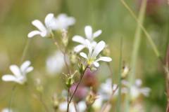 Blüten 