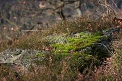 Landschaft 