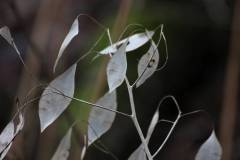 Blüten 
