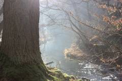 Nebel 