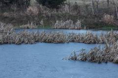 Wasser 