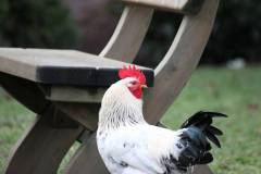 Vögel 