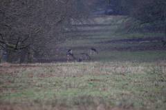 Rehe 