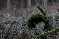 Wald 