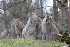Luchs 