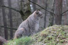 Luchs 