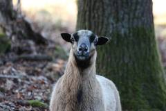 Schafe/Ziegen