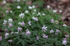 Blüten 