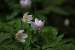Blüten 