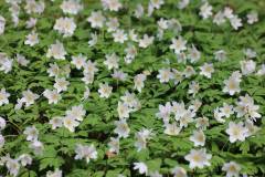Blüten 