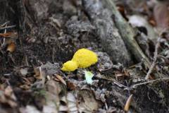 Pilze 