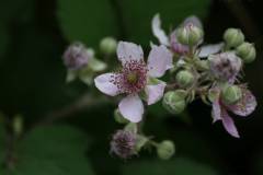 Blüten 