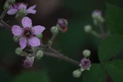 Blüten 